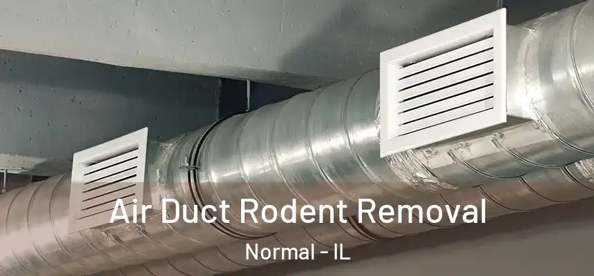  Air Duct Rodent Removal Normal - IL